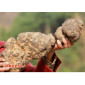 100% Натуральный Экстракт Polyporus Umbrellatus